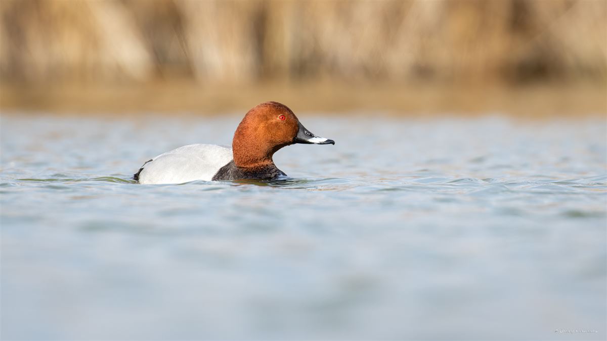 Common Pochard
