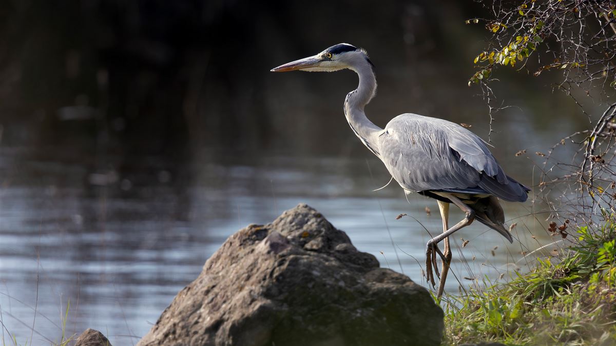 Grey Heron