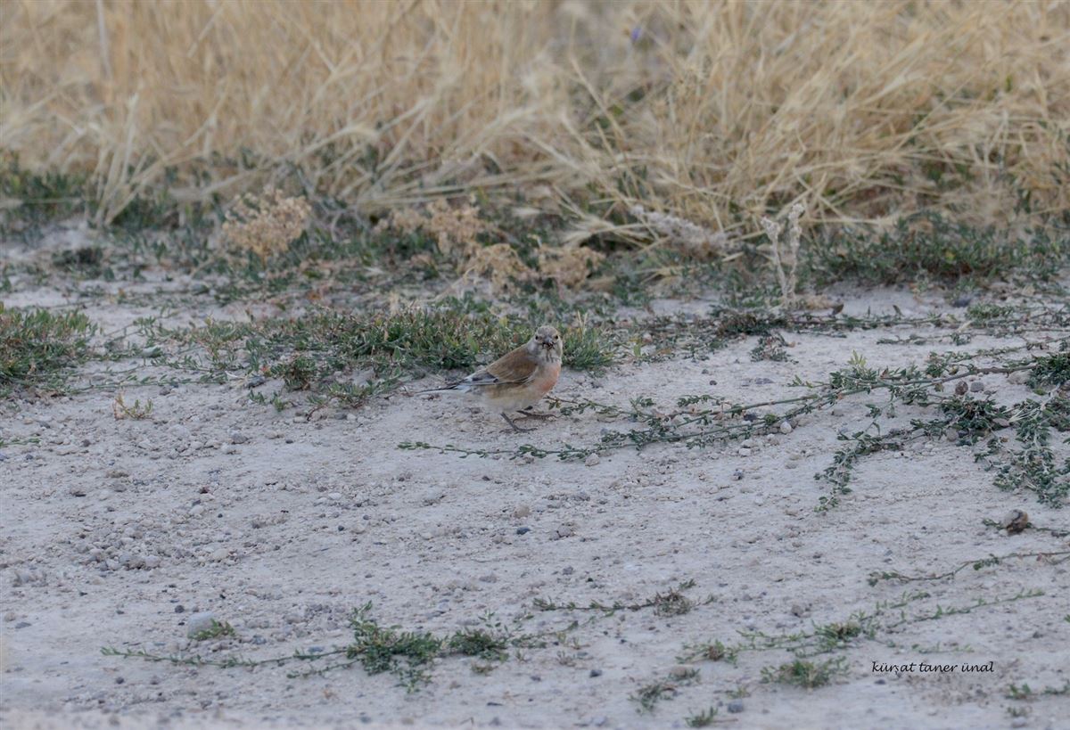 Common Linnet