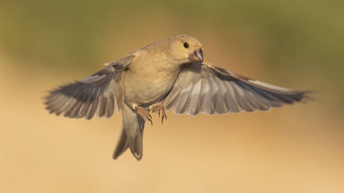Desert Finch
