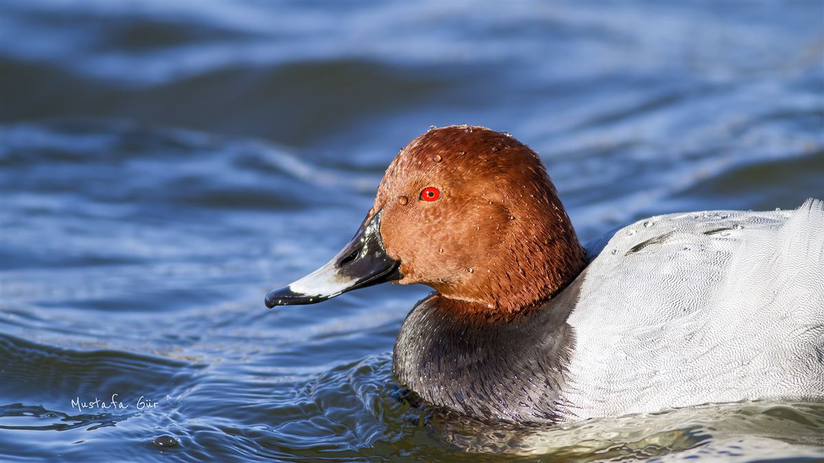 Common Pochard