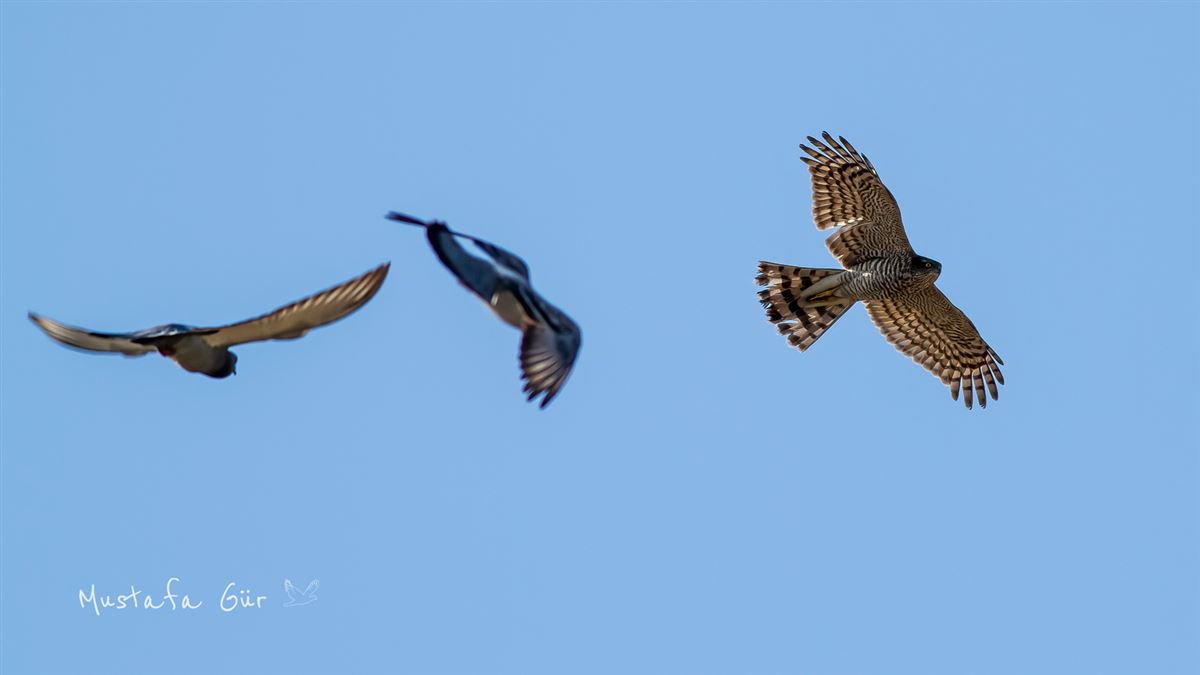 Eurasian Sparrowhawk