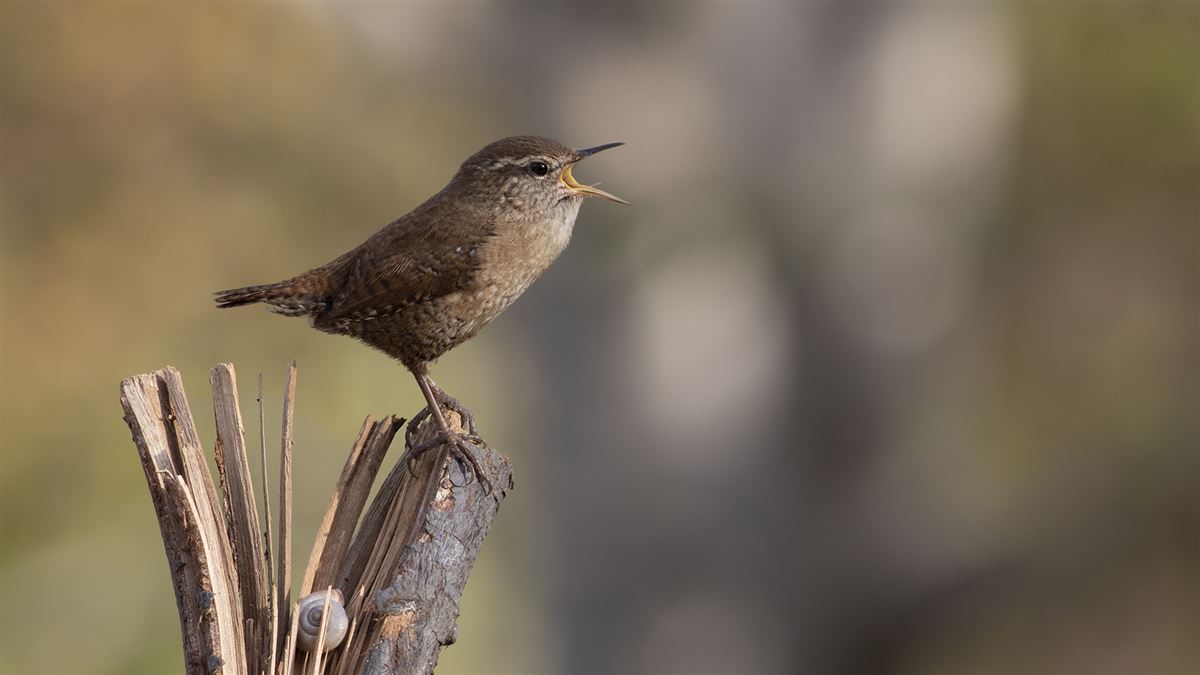 Eurasian Wren
