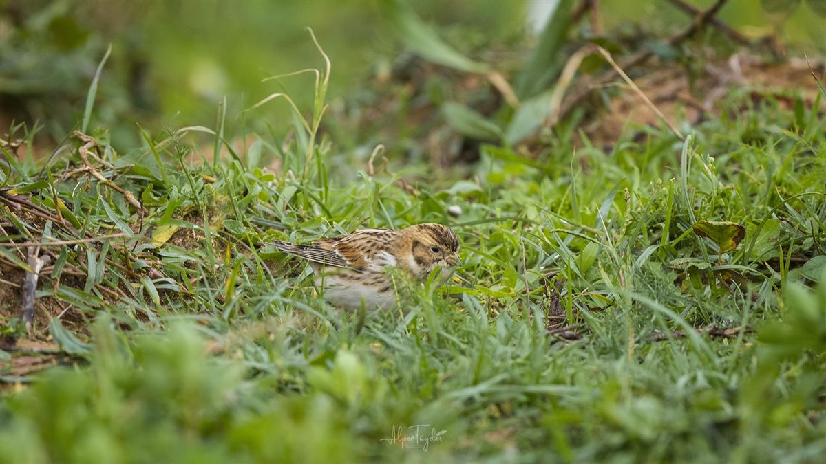 Lapland Longspur