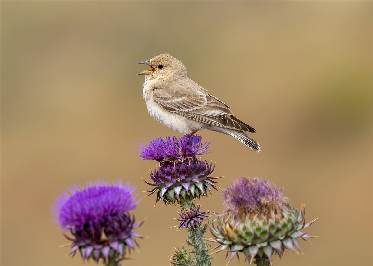 Pale Rockfinch
