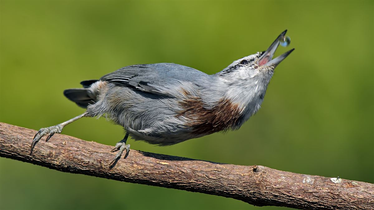 Krüper`s Nuthatch