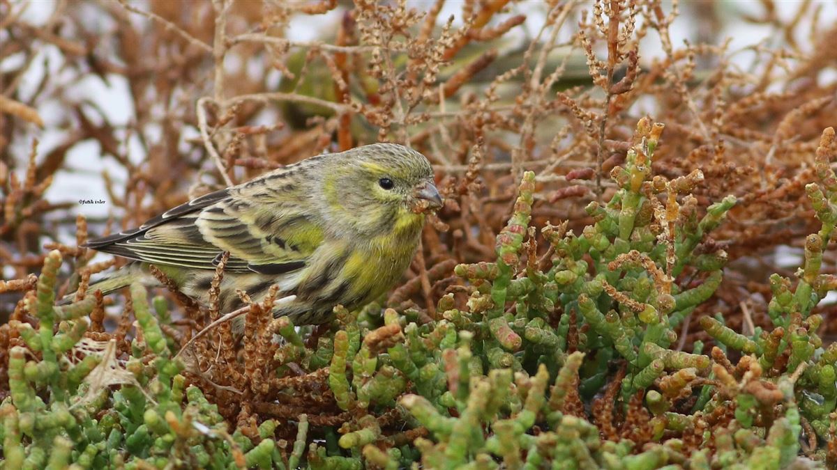 European Serin