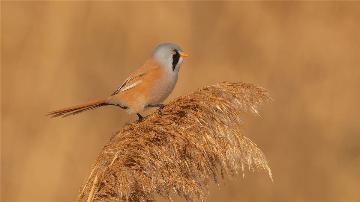 Bearded Reedling
