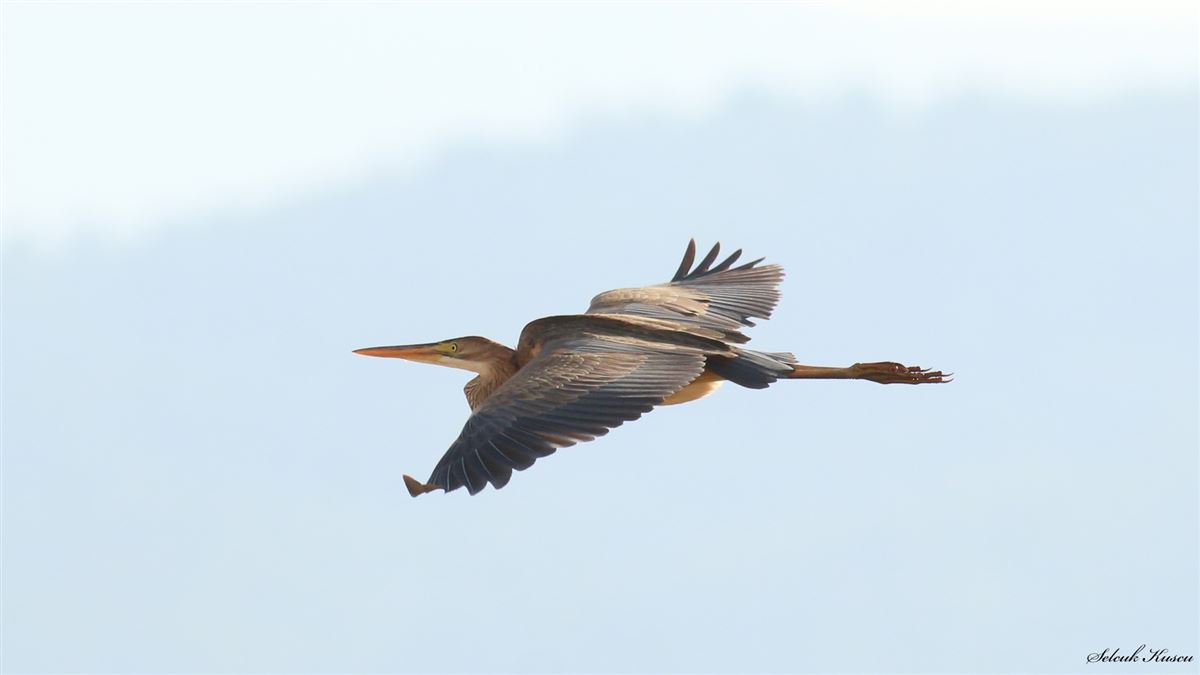 Purple Heron