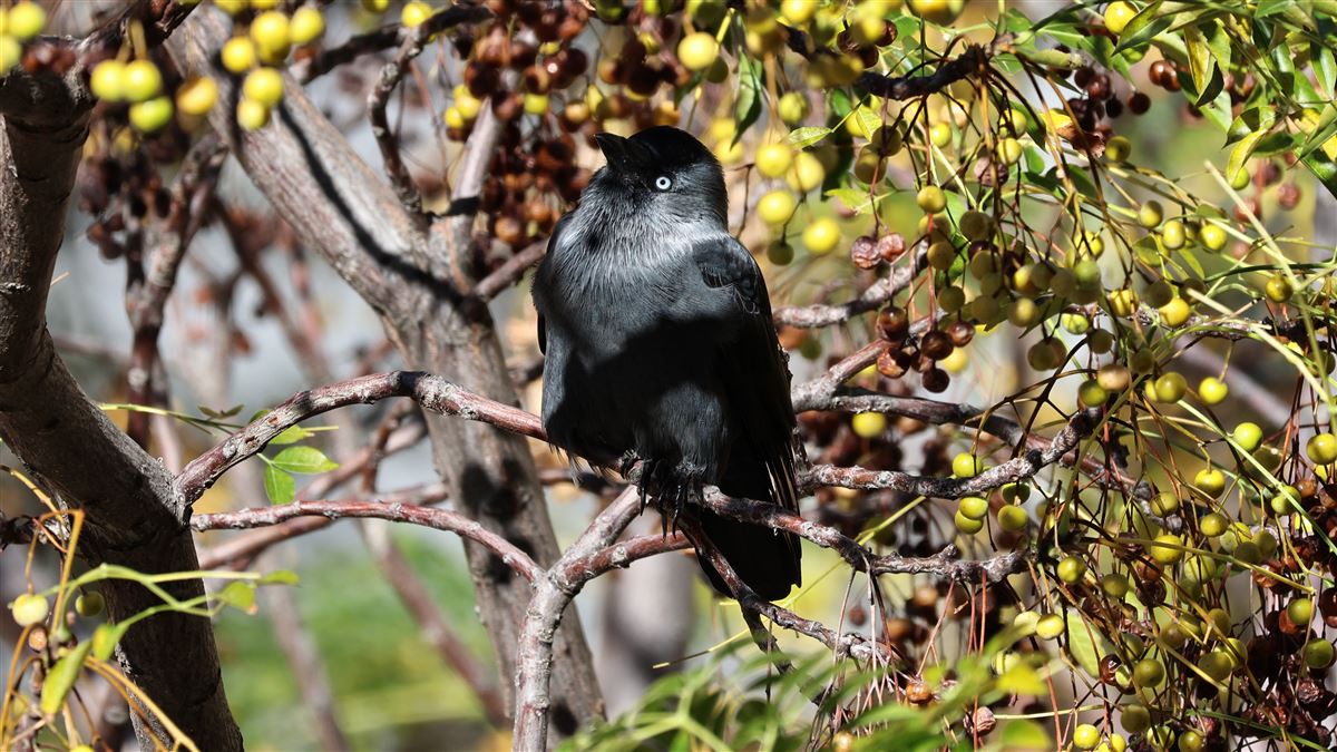Western Jackdaw