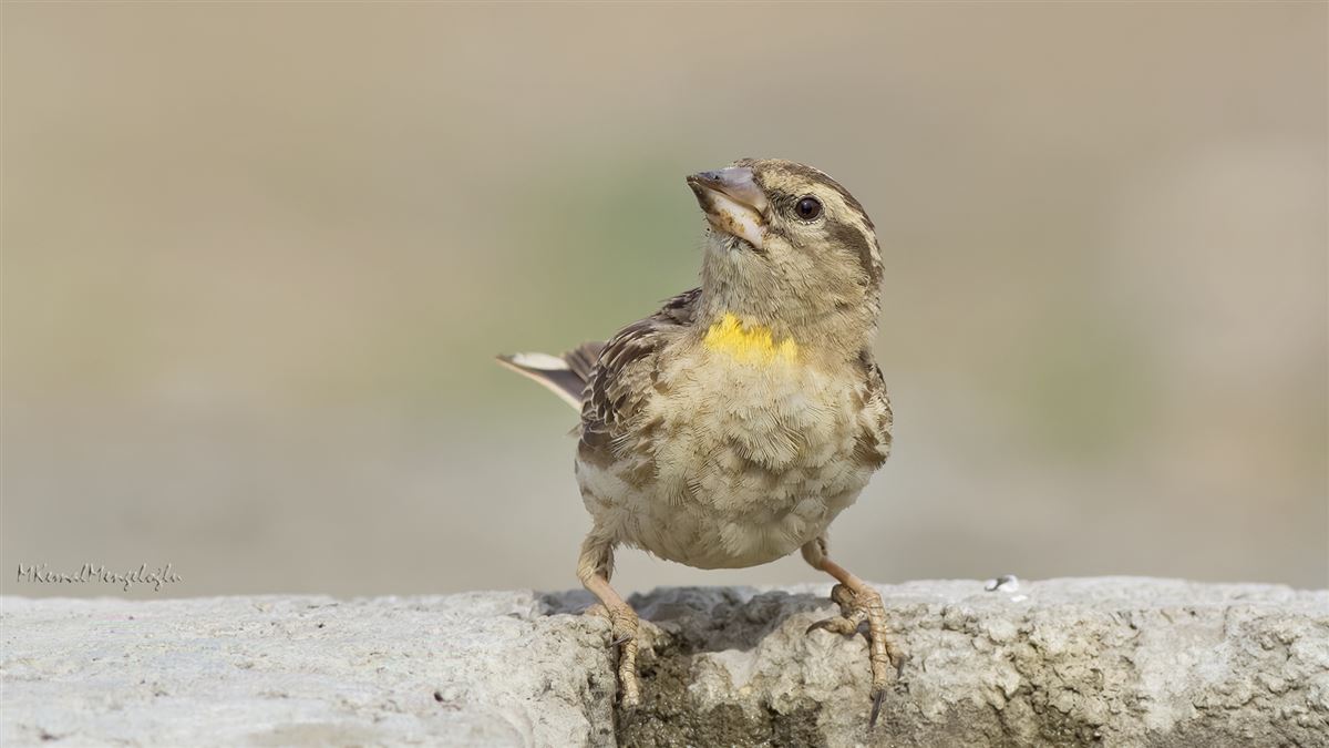 Rock Sparrow