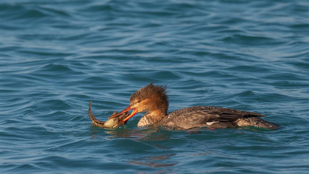 Red-breasted Merganser