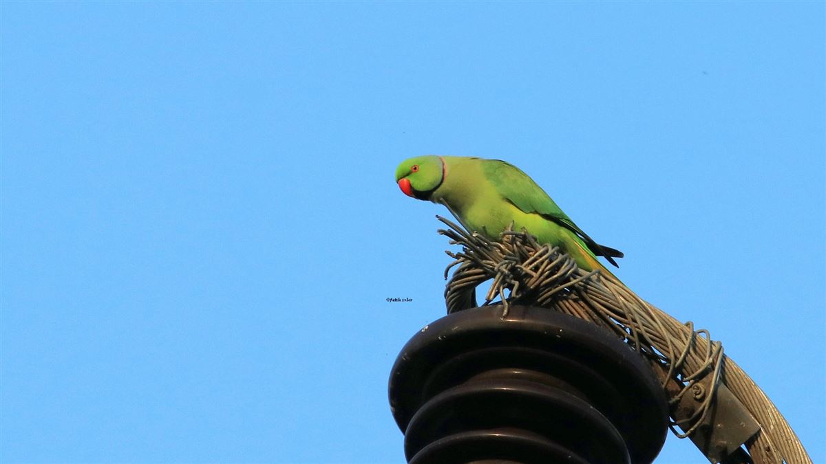 Rose-ringed Parakeet