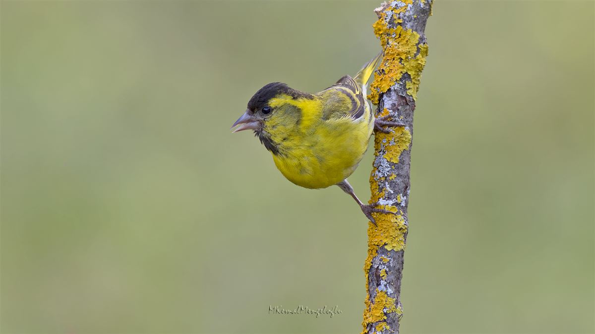 Eurasian Siskin