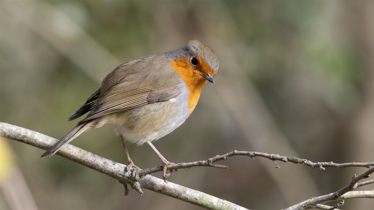 European Robin
