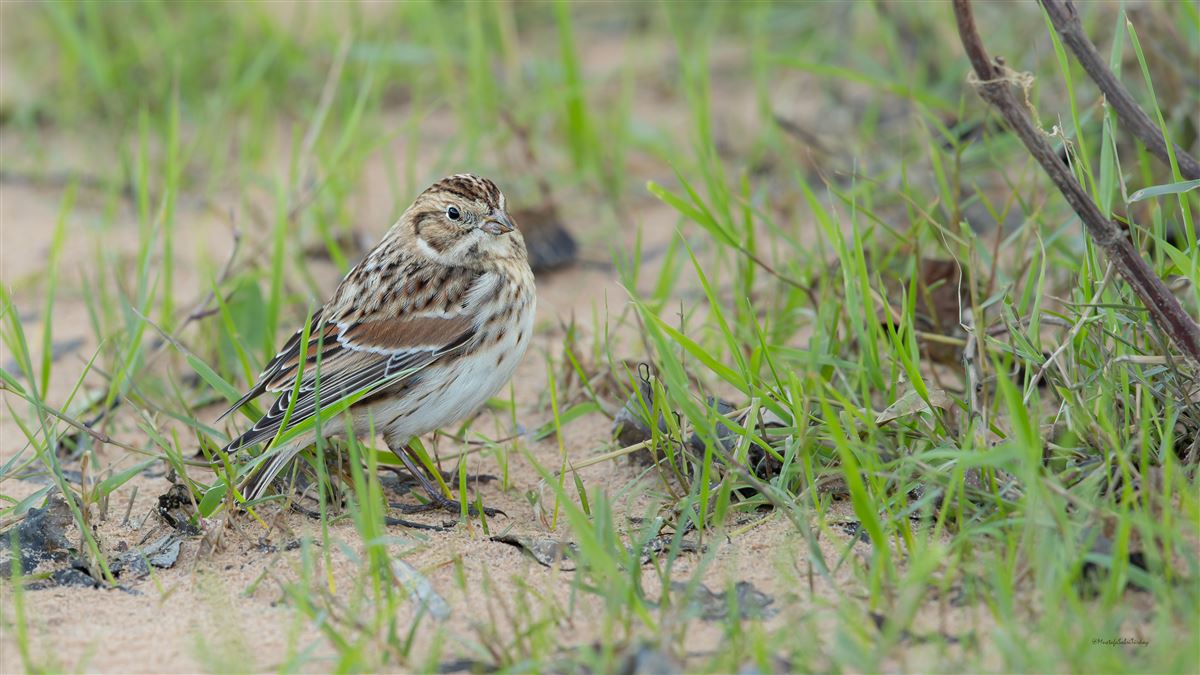 Lapland Longspur