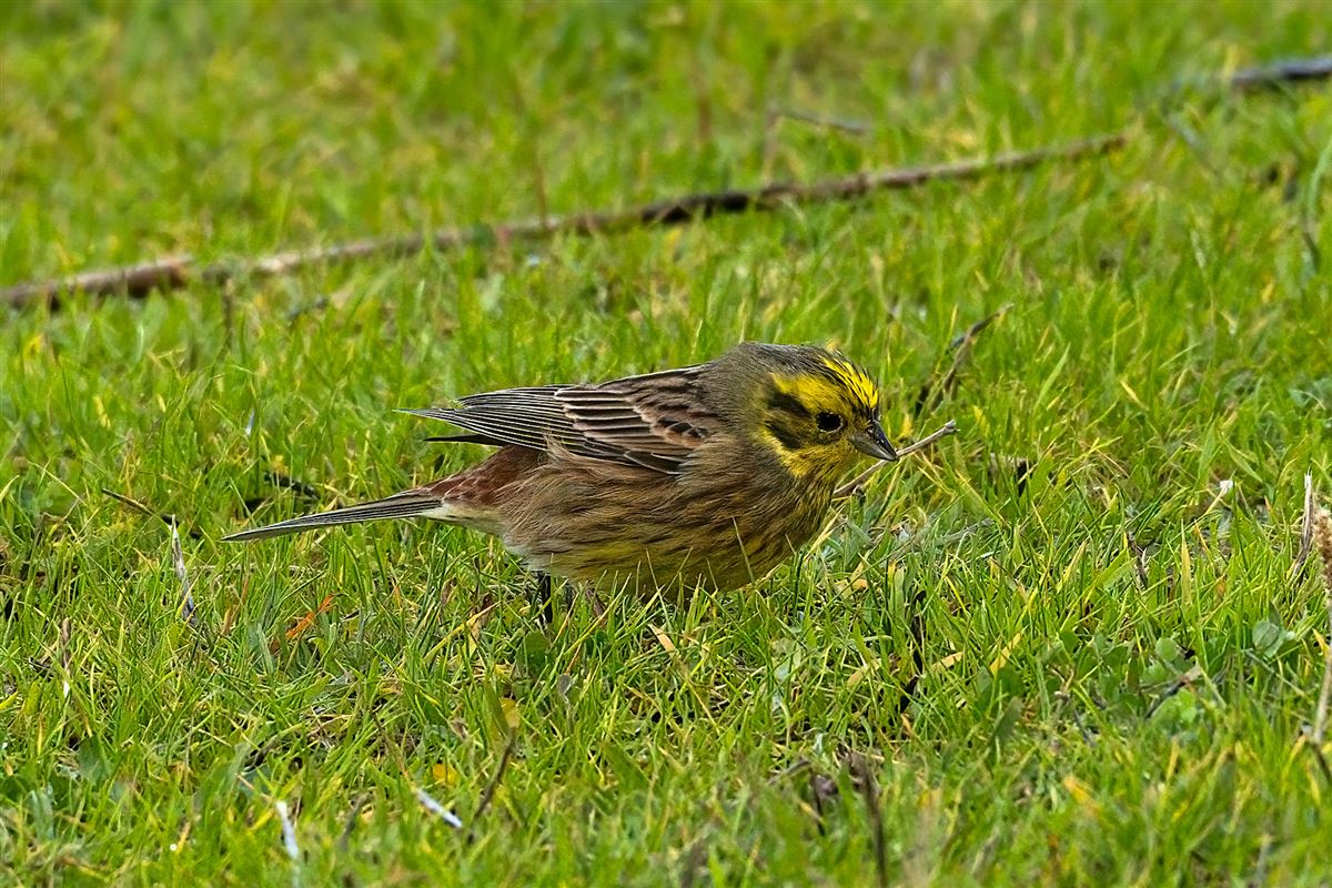 Yellowhammer
