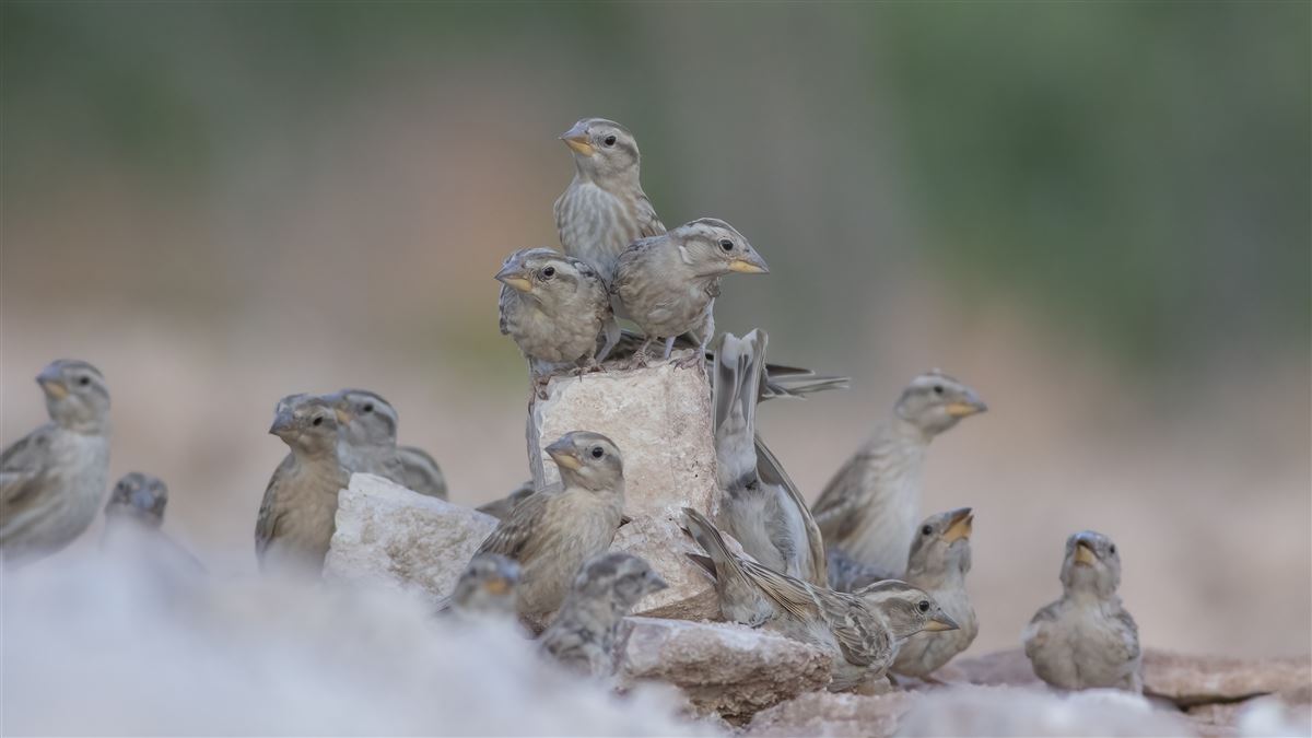 Rock Sparrow