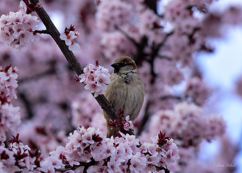 House Sparrow