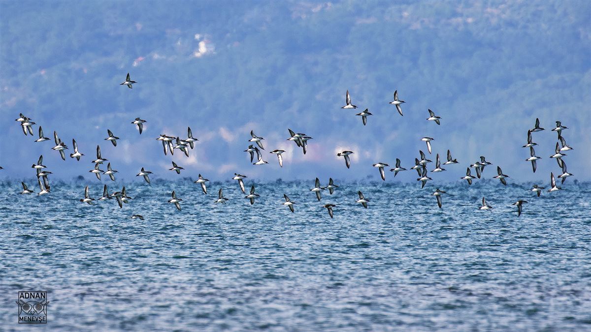 Yelkouan Shearwater