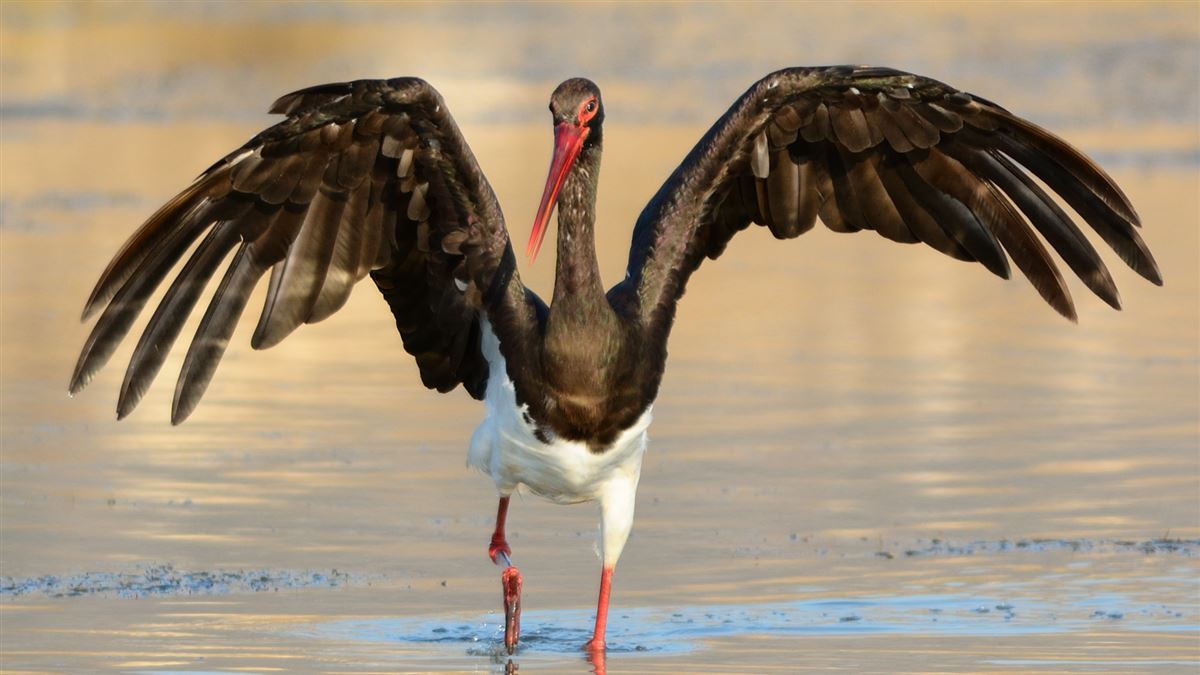 Black Stork