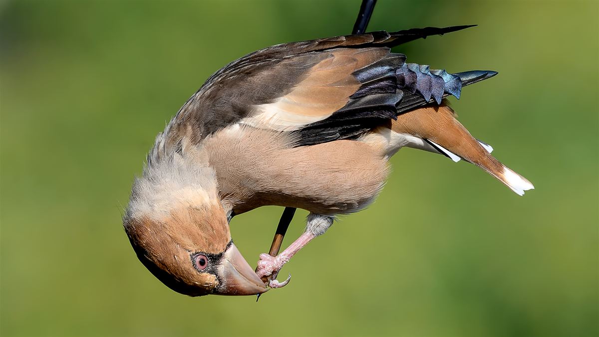 Hawfinch