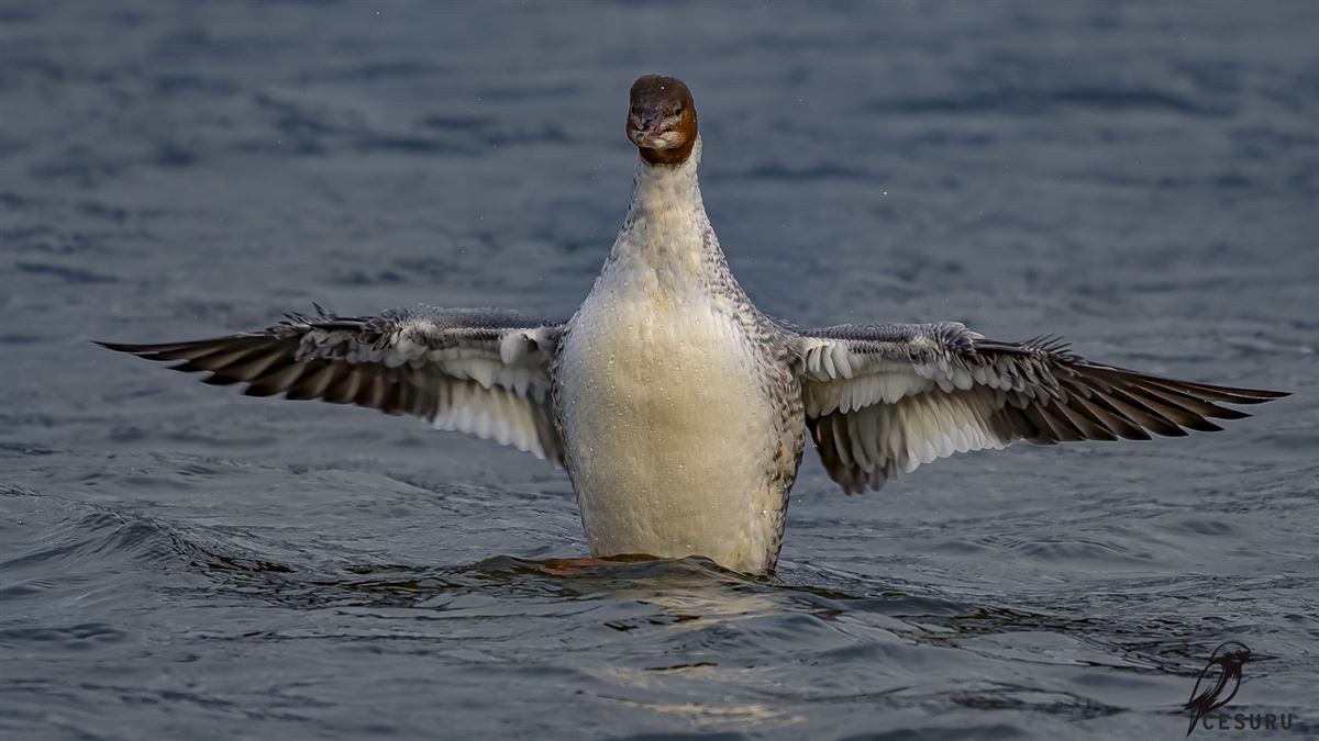 Common Merganser