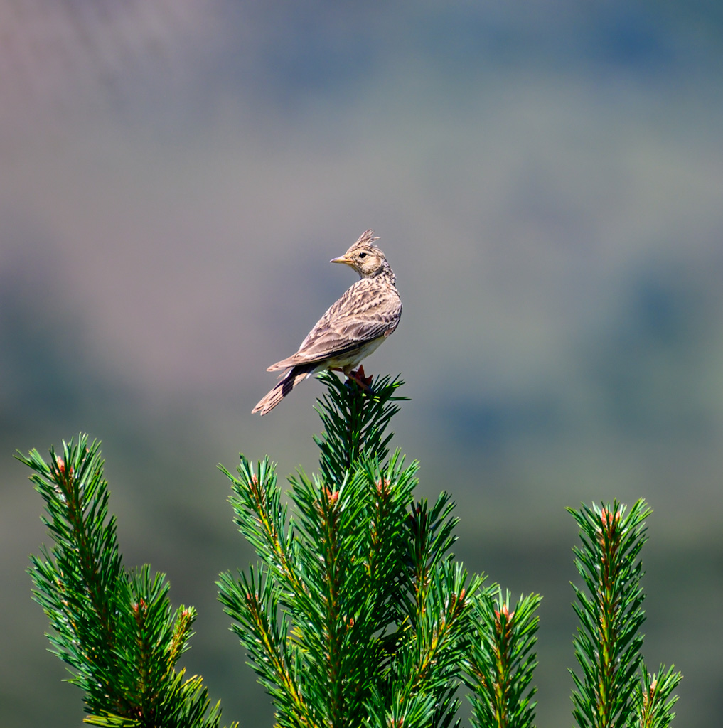 Crested Lark