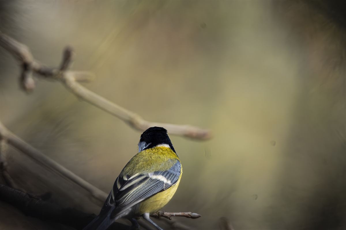 Great Tit
