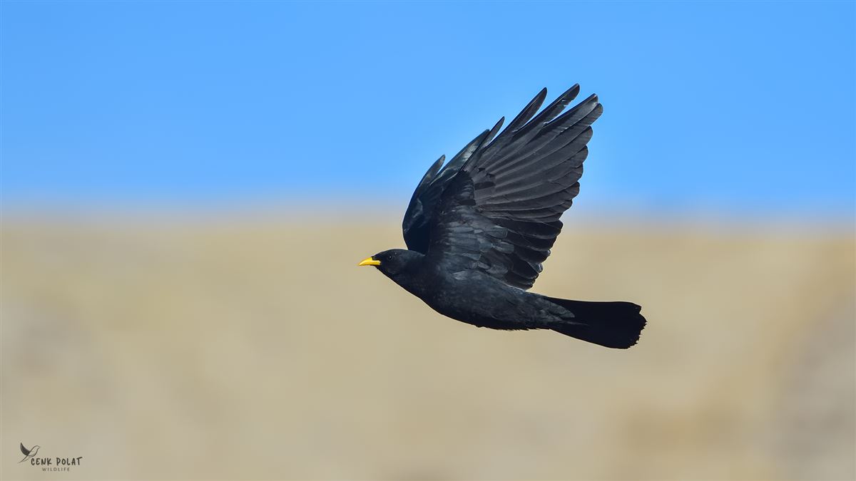 Alpine Chough