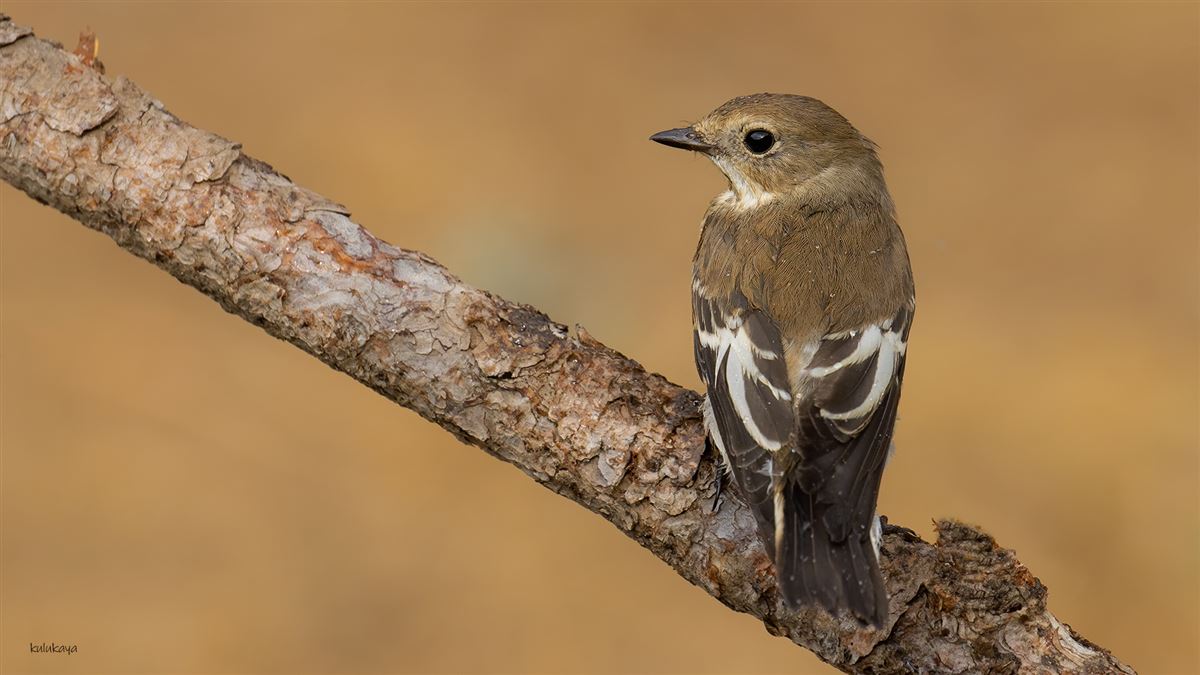 Collared Flycatcher