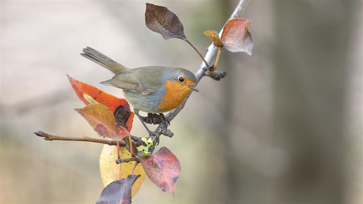 European Robin