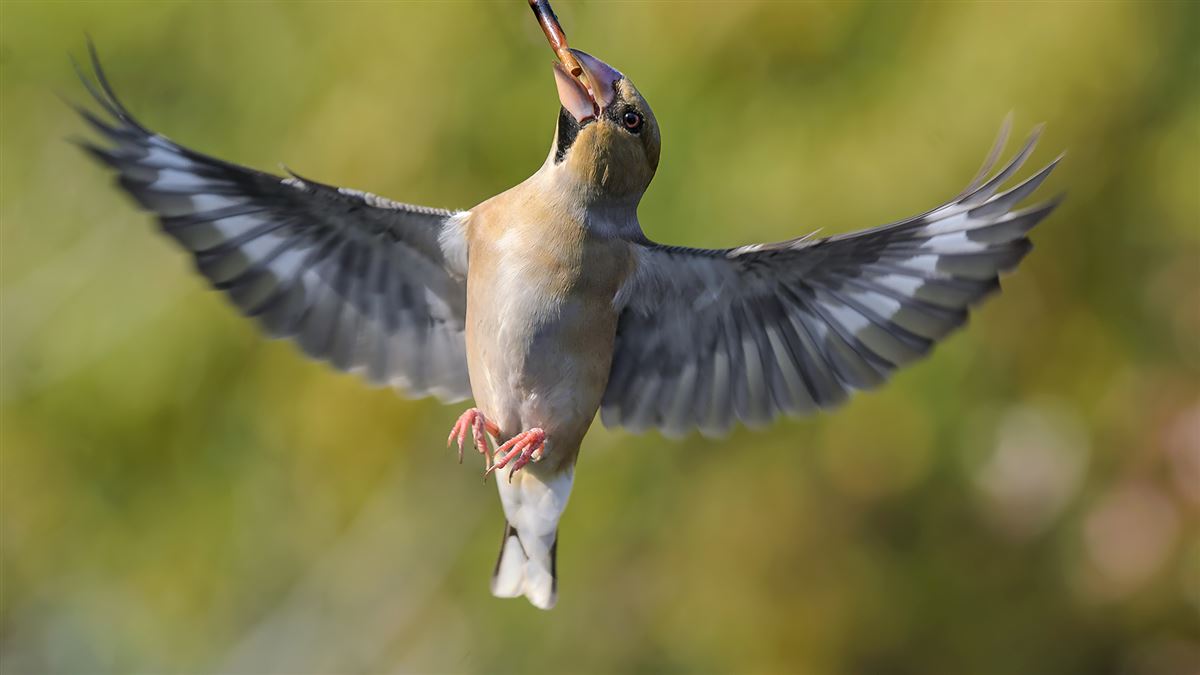 Hawfinch