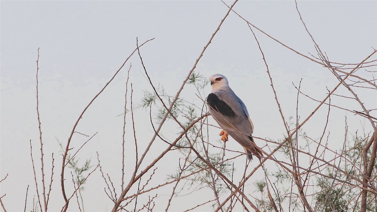 Black-winged Kite