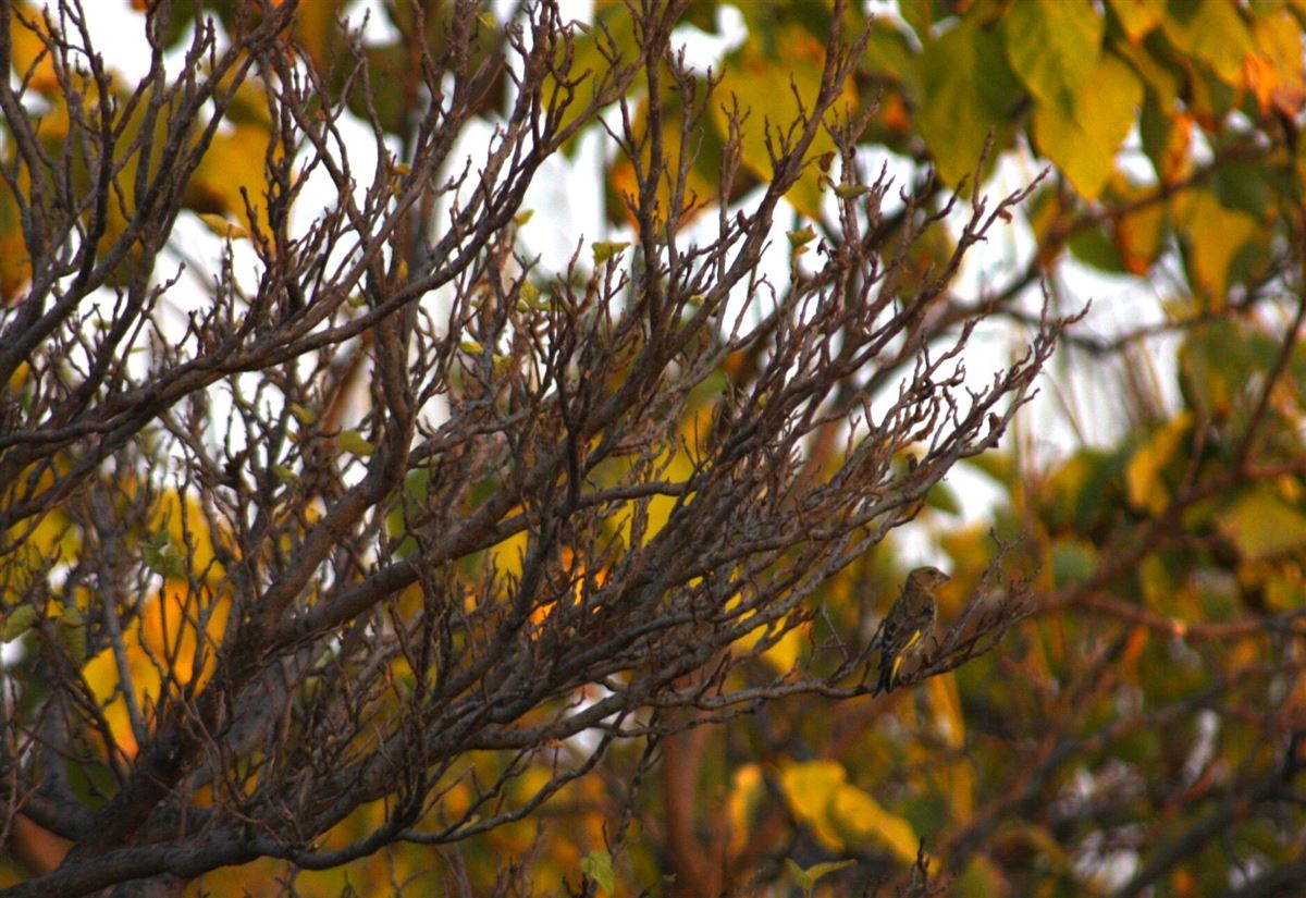 European Greenfinch