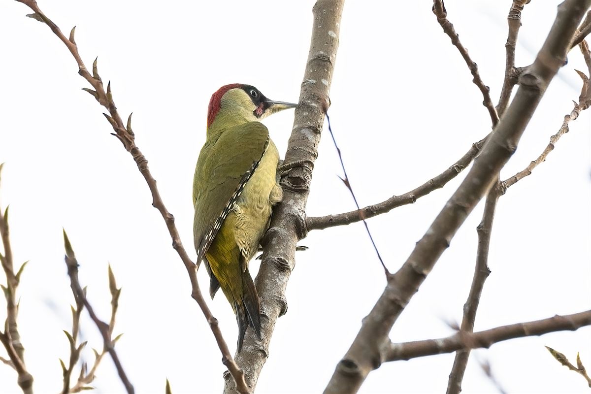 European Green Woodpecker
