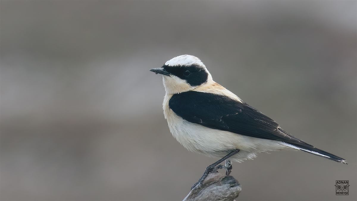 Black-eared Wheatear