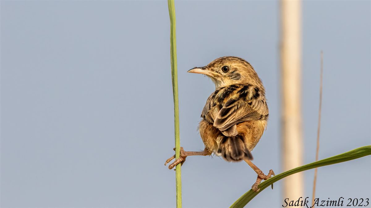 Zitting Cisticola