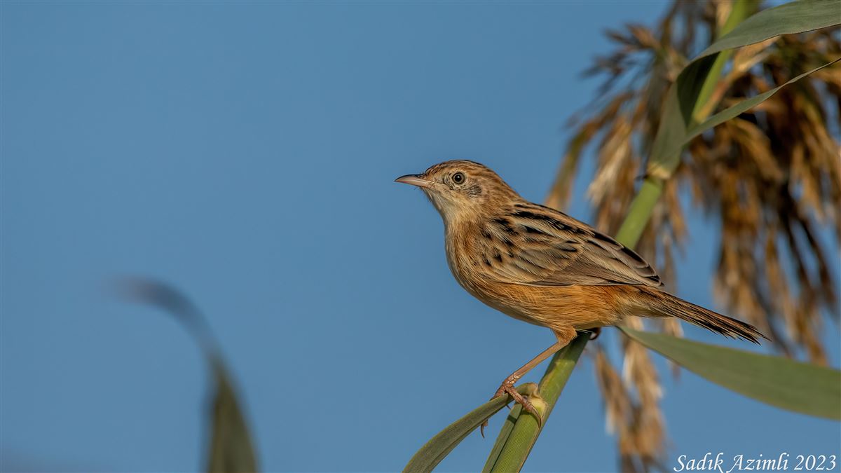 Zitting Cisticola