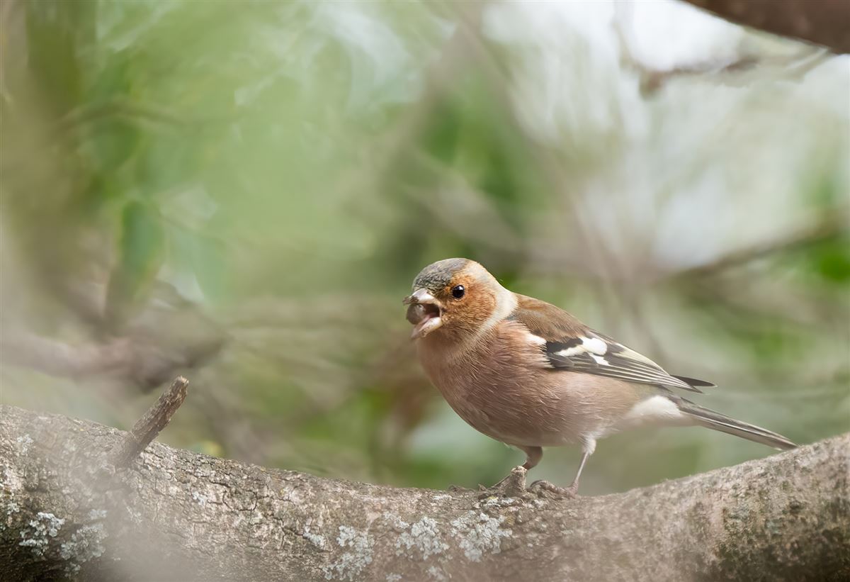 Eurasian Chaffinch