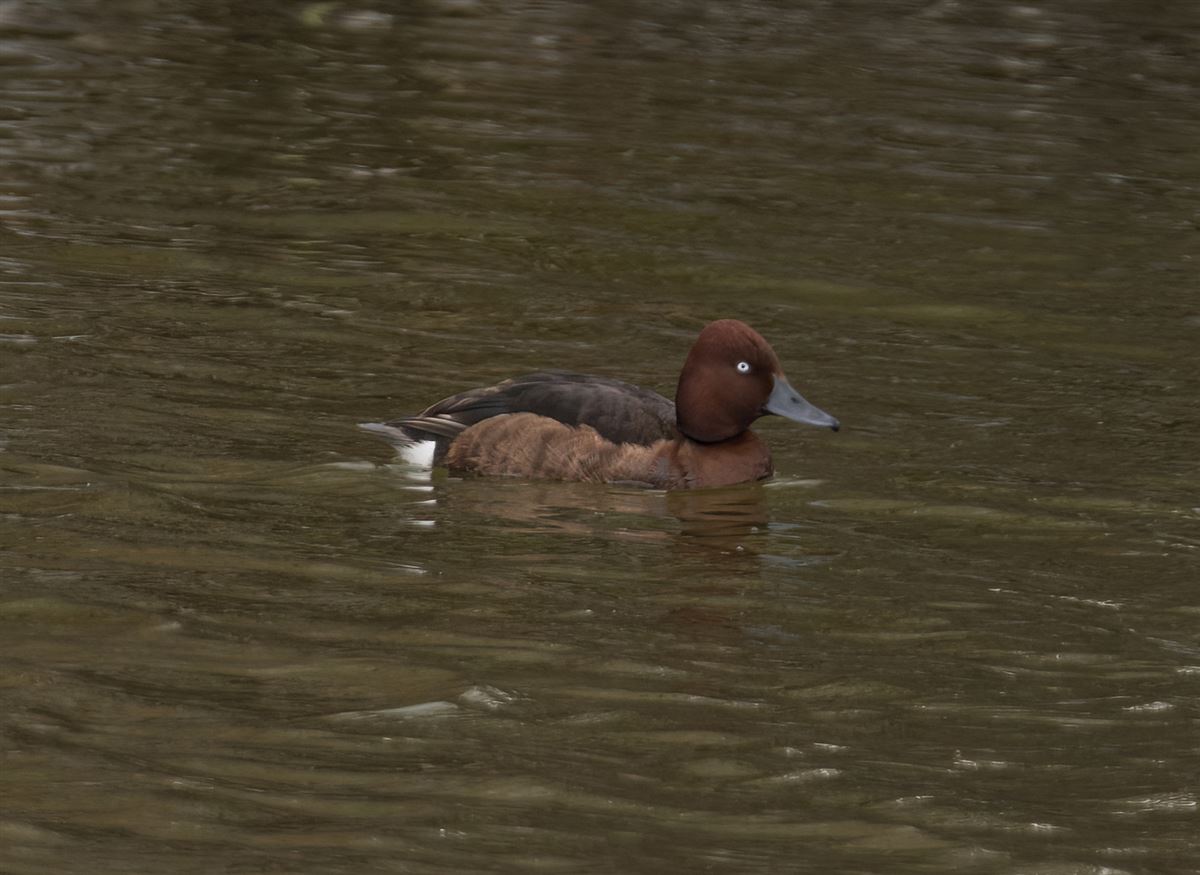 Ferruginous Duck