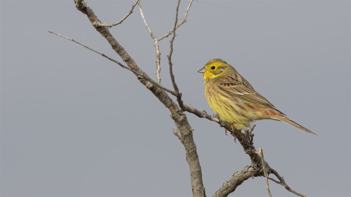 Yellowhammer