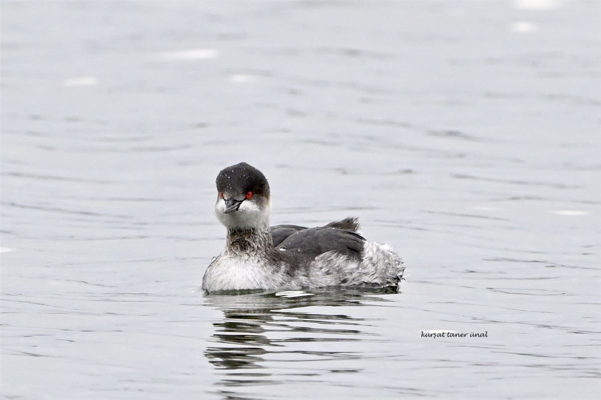 Black-necked Grebe