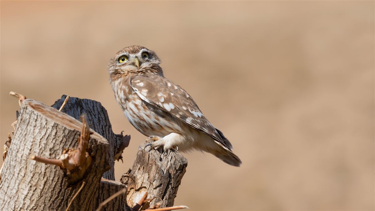 Little Owl