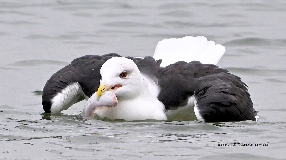 Lesser Black-backed Gull