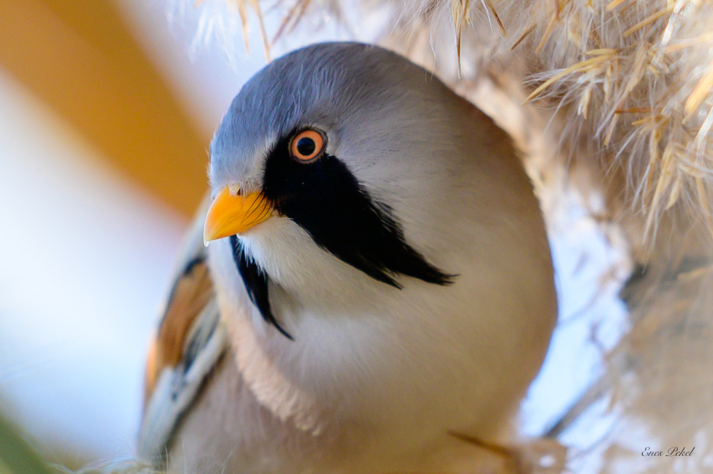 Bearded Reedling