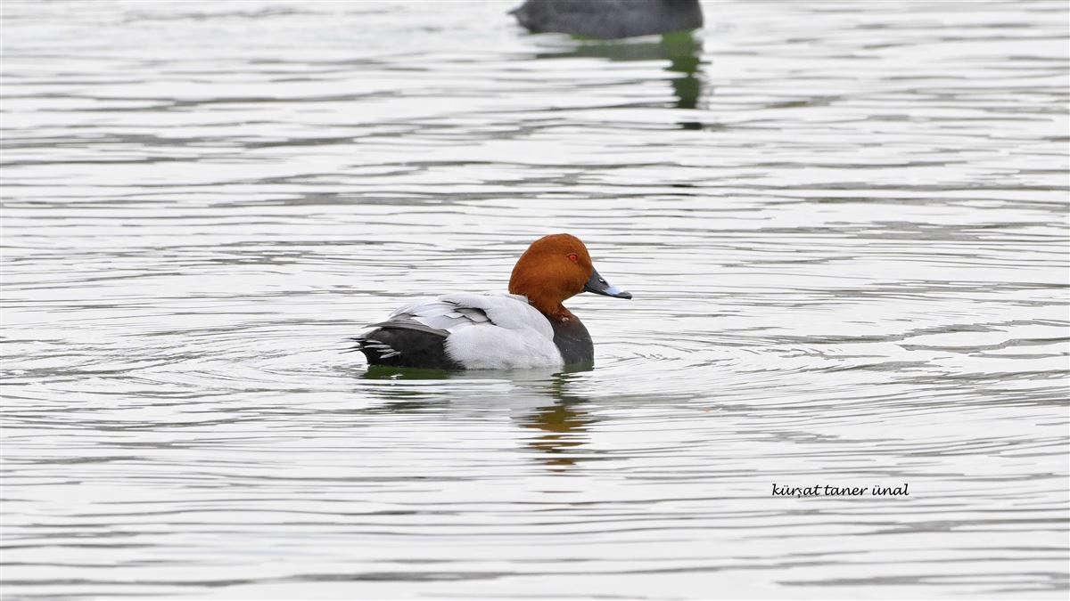 Common Pochard