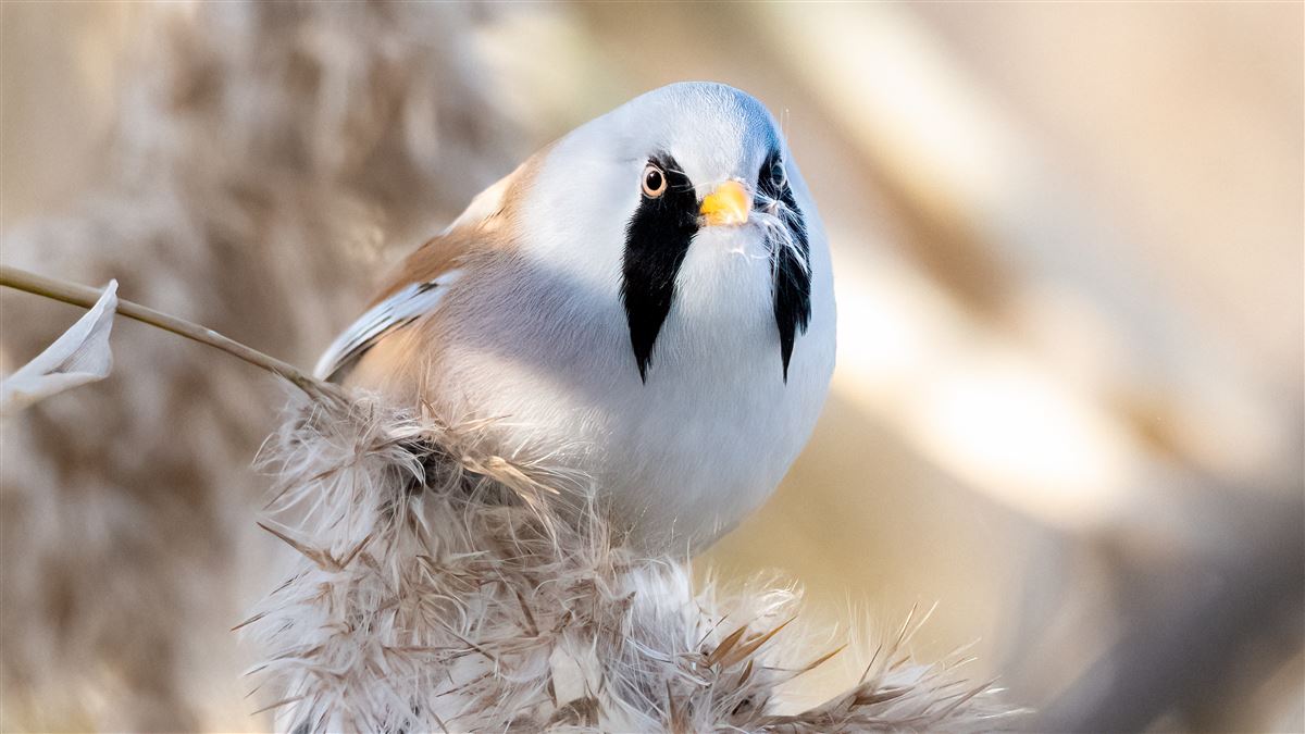 Bearded Reedling