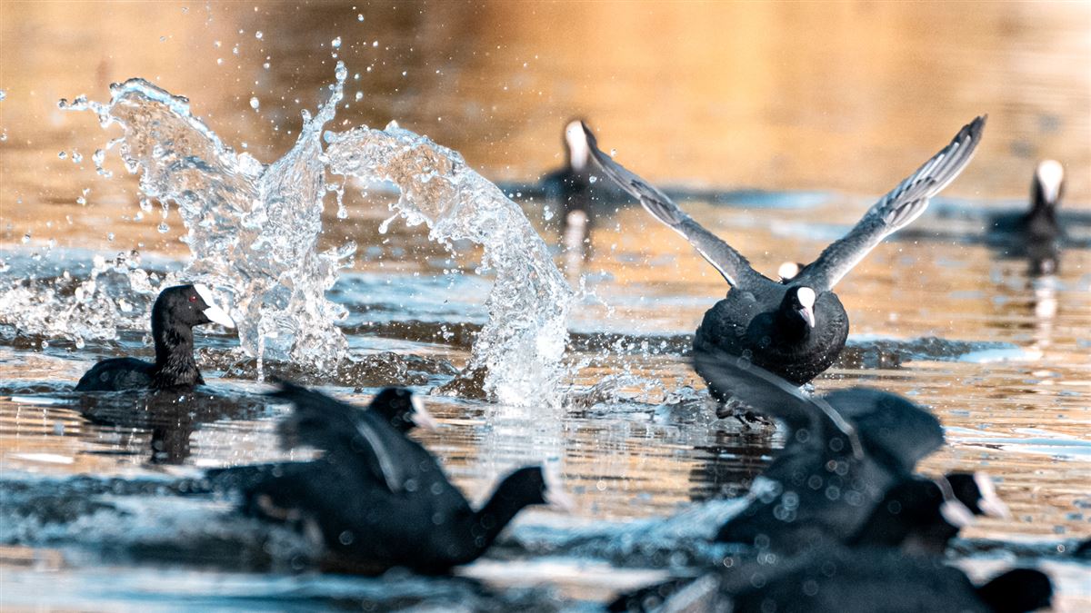Eurasian Coot
