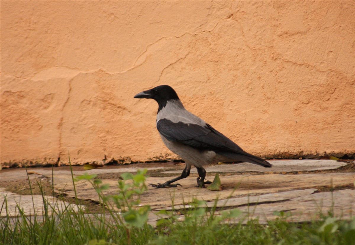 Hooded Crow
